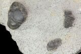 Devonian Ammonite (Anetoceras) With Trilobite Parts #68783-2